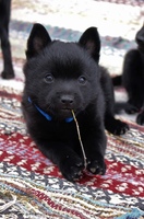 Nimbus