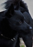 Nimbus